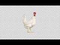 Chicken transparent png