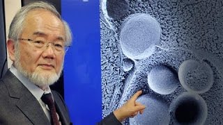 Video: 'Self-Eating Cell' research linked to Fasting wins Nobel Prize 2016 - Yoshinori Ohsumi