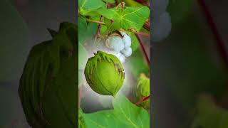ಬಯೋಸೀಡ್ 6001 ಹತ್ತಿ ಬೀಜ | ಎಲ್ಲಾ ಮಣ್ಣಿನಲ್ಲಿ ಉತ್ತಮ ಫಲಿತಾಂಶ | ಹೆಚ್ಚಿನ ಇಳುವರಿ ಮತ್ತು ಲಾಭ