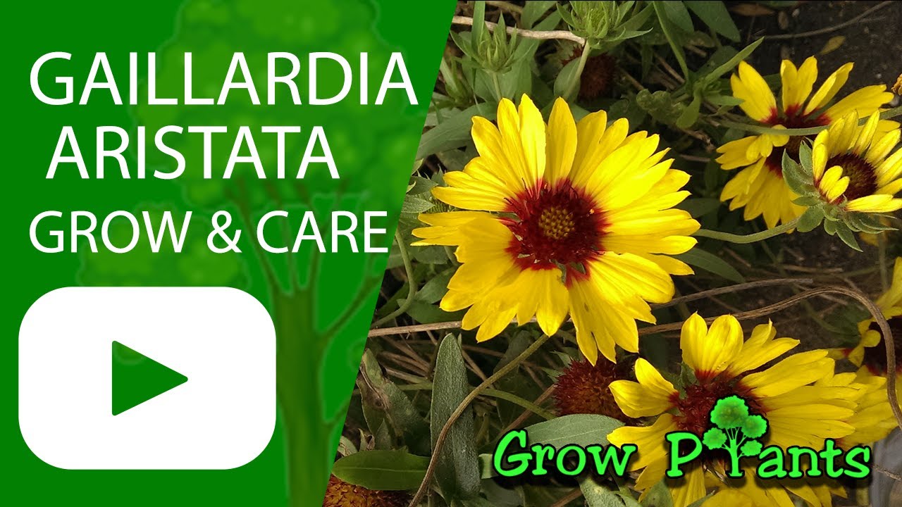 Gaillardia aristata – grow & care (Common blanketflower)