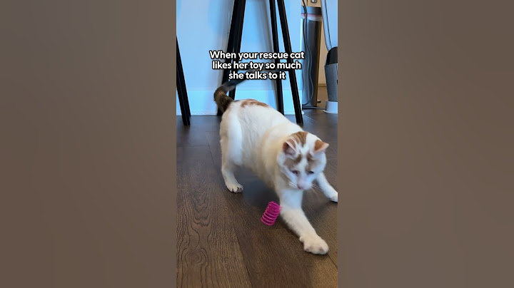 The Best Cat Toys | The Pack