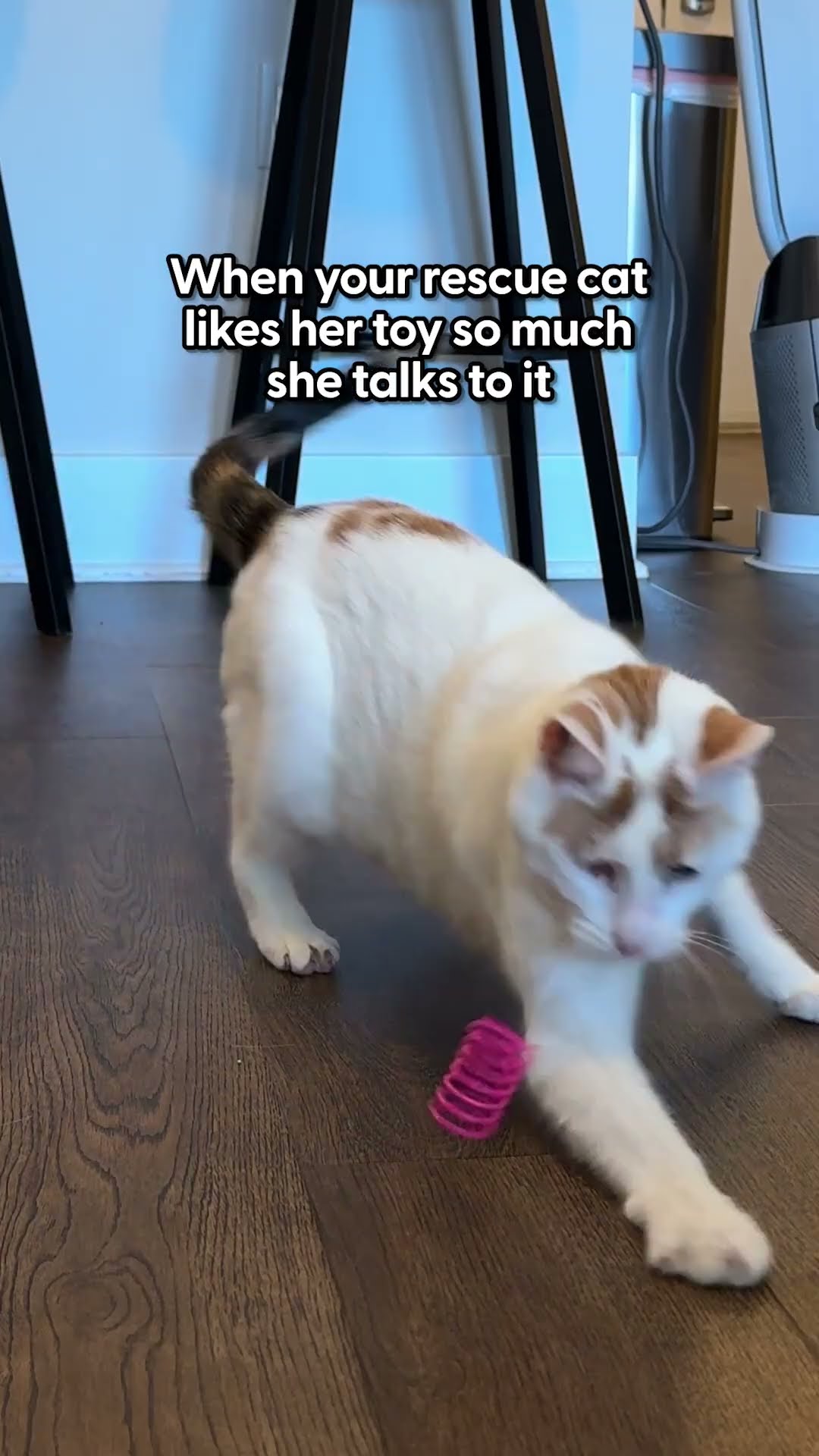 The Best Cat Toys | The Pack