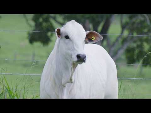 LOTE 39 B API 7126