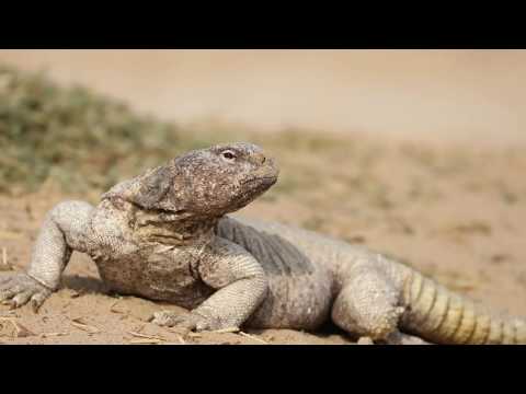 Al Marmoom Wildlife Conservation, Al Qudra, Dubai