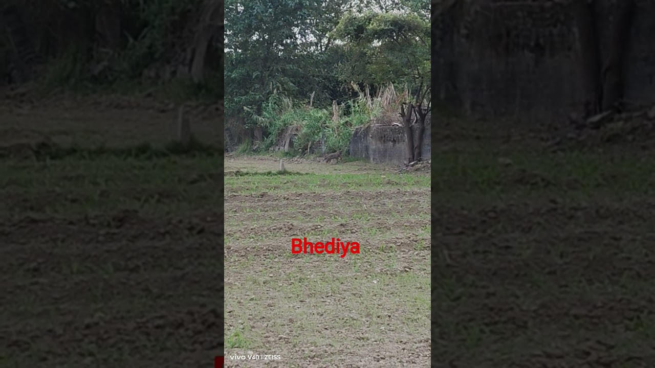 bhediya 