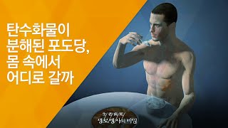 Where does the glucose from broken-down carbohydrates go in our body? - (Broadcast on 08/27/2014,...