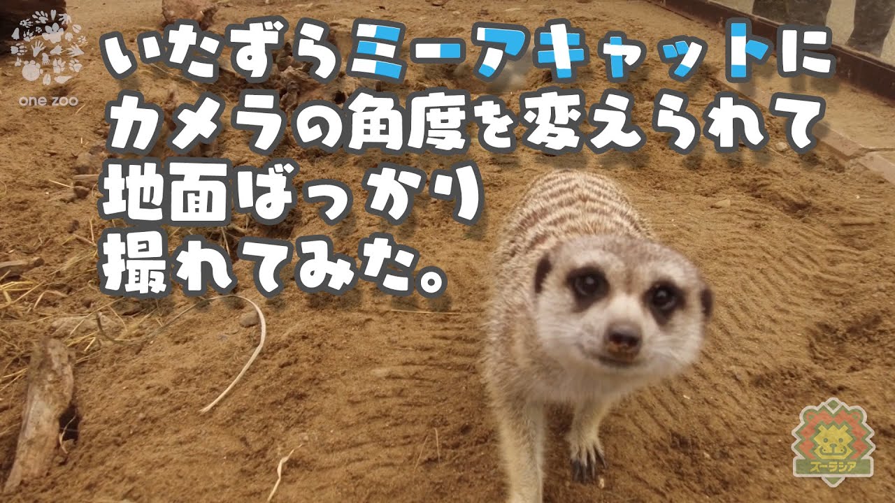 よこはまズーラシア いたずらミーアキャットにカメラの角度を変えられて 地面ばっかり撮ってみた ラジコンカメラ 9 27 朝10時からモーニングzoo Live Youtube