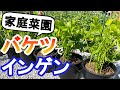 簡単DIY家庭菜園｜穴あきバケツで栽培するつるなしインゲン