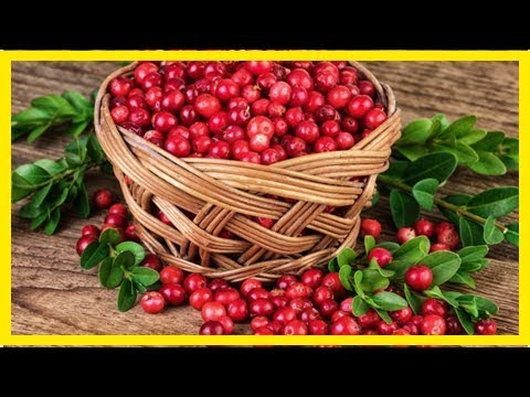 Preiselbeere oder Cranberry: Gibt es Unterschiede?