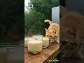🍮🐱 Milk Pudding with Cute Cat 😍✨🌍#shorts cooking#VillageLife #ai 🏡