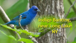 The Adirondack Core Bird Watching Is Having A Moment And Its Not Just For Old People