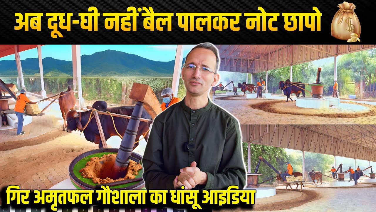 Gir Amritphal Gaushala का बैल शक्ति केंद्र, Oil निकालकर होगी कमाई अगर ये Trick लगाई । Mati India ।