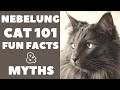 Nebelung Cats 101 : Fun Facts & Myths の動画、YouTube動画。