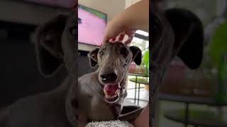 Our foster greyhound Dolly enjoying some head scritches