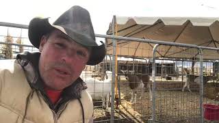 Pumpkin Patch is over and it’s time to take the animals back to the ranch.