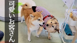 柴犬達の大好きなお友達が0歳の赤ちゃんを見にやってきた