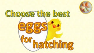 How to choose fertile eggs for hatching