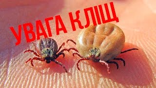 УВАГА КЛІЩ!! Піроплазмоз у собак! УВАГА КЛІЩ!! Піроплазмоз у собак!
