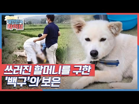 40시간 동안 체온을 나눠 쓰러진 할머니를 구한 &amp;#39;백구&amp;#39;의 보은 KBS 210907 방송