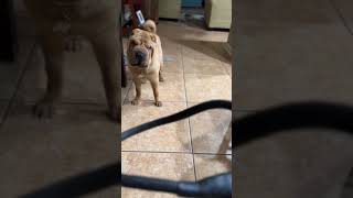 Shar pei doesn’t want to put leash on. #dogs #shorts #pets