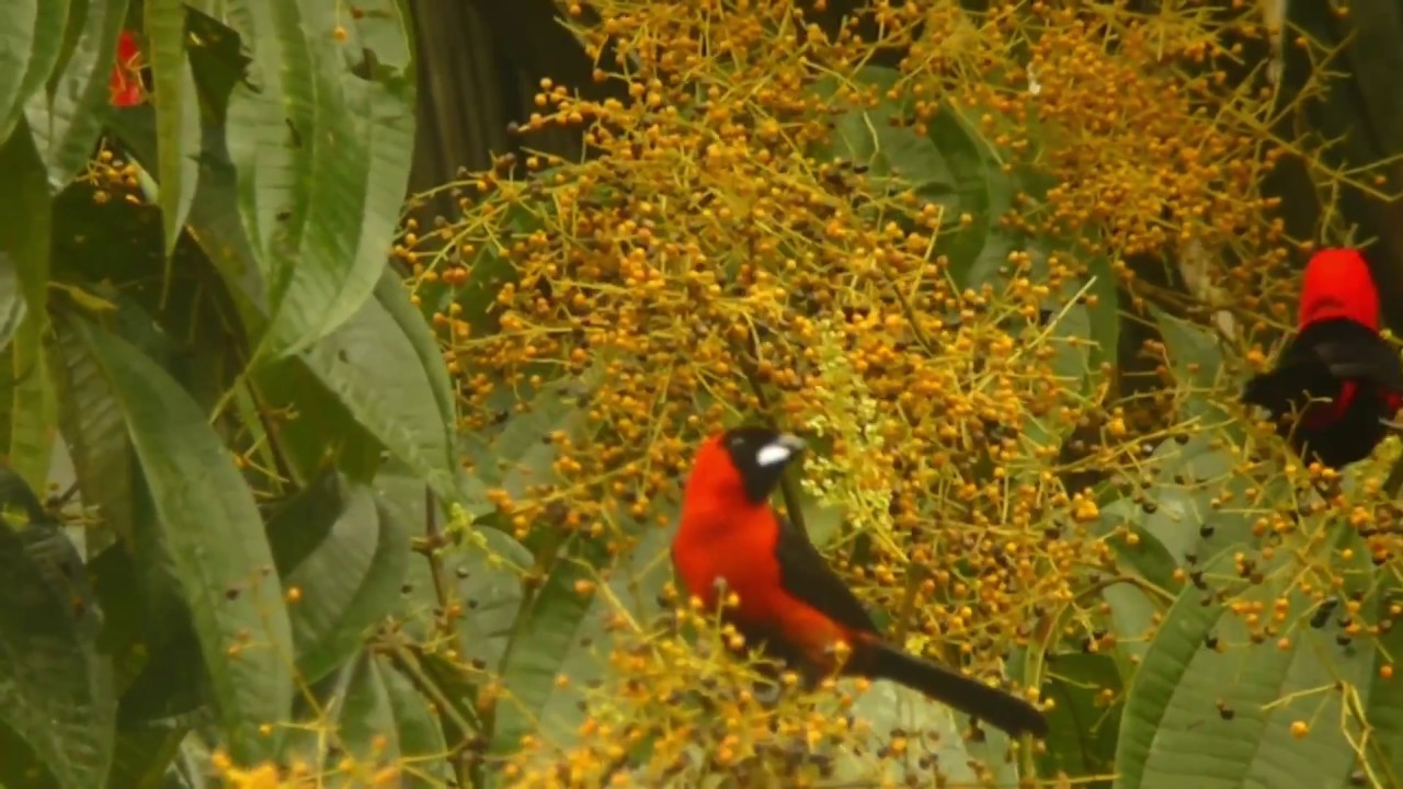 Yasuni Reserve: Web of Life Diversity