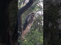 Hidden in Plain Sight 4 #Shorts #nature #birdwatching #tawny