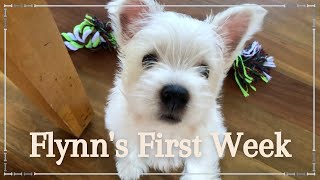 Westie Puppy's First Week Home!