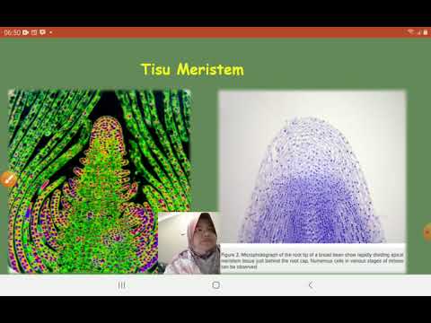 Video: Dalam tisu meristem?