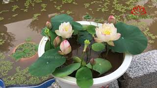 Mini lotus for townhouses by Lotus Garden 589 views 1 month ago 3 minutes, 15 seconds