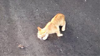 Cat Vs Deer Mouse - It Aint Over Till Its Over