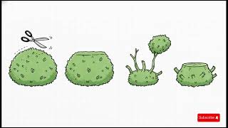 CS1202 Agronomy of Tea Animation Sinhala