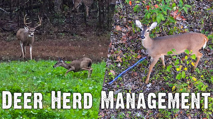 Effective Deer Population Management | Bass Pro Shops Land Management Series