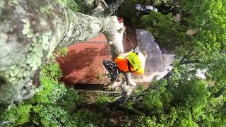 Arborist topping hickory tree in slow motion