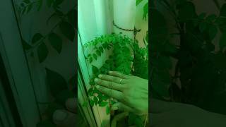 Right way to pluck curry leaves ..curry plant#gardeningtips #ytshorts