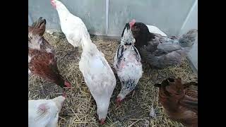 Яйценоскость кур осенью 🐔🥚🥚