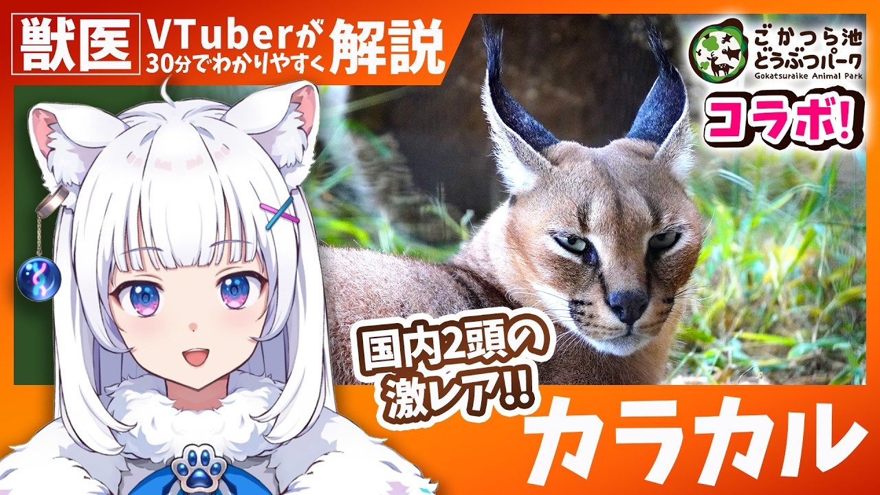 Zoo x Veterinary Vtuber] Two extremely rare cats in Japan!? / The