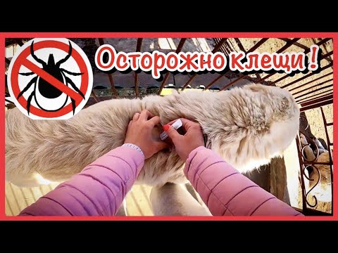 Какие существуют методы защиты от клещей?