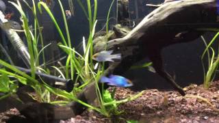 Blue Ram Cichlid Documentary