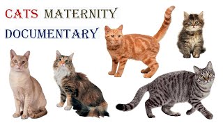 Cats Maternity_Documentary أمومة القطط_السلسلة الوثائقية