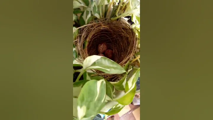 I'm so EGGcited | Bird nest in Money plant | Garden #garden #diy #icanyoucan #shorts #youtubeshorts