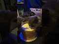 Happy 1st Birthday Midnight, enjoy your cake.🤪🤪😘 #birthdaycake #cat