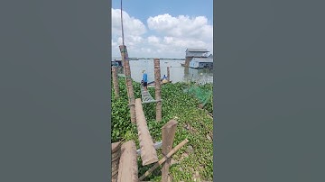 Mekong fishing, câu cá mà nó lạ lắm#cuoccauca #cauca #fishboat