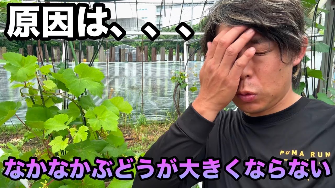 ぶどうが大きくならない原因は⁉︎〜鉢植えぶどうがなかなか育たない理由〜2025-06-14