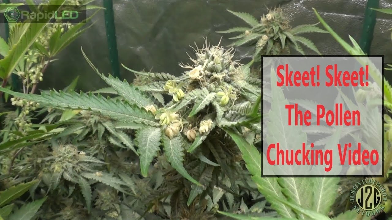 09-05-2019 - The Pollen Chucking Video