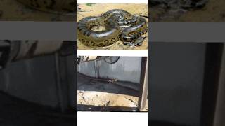 Guess The Name| World's Largest Snake 🐍😳🌎| Non-Venomous😨