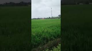 mi devas paroli (8) #shorts #esperanto