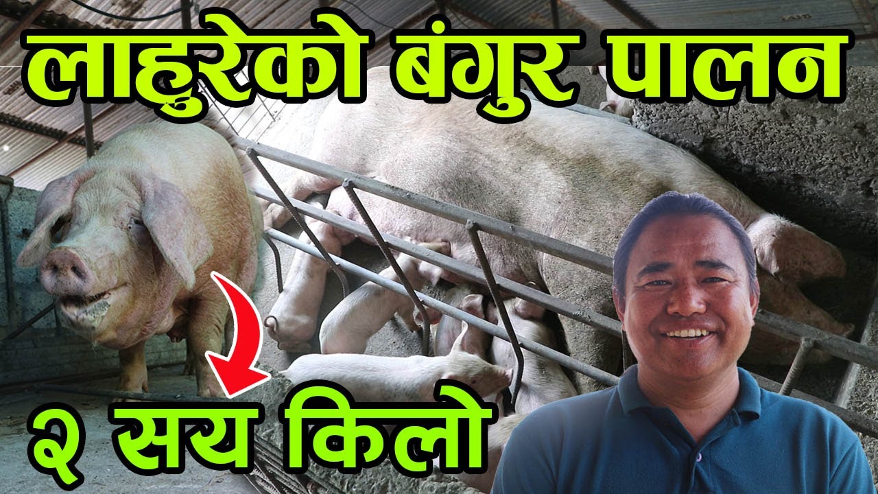 २ सय किलोको बंगुर पाल्ने गार्खाली भन्छन्, ‘बंगुरमा फाईदै छ, राम्रो सँग पाल्न पर्यो’  │Nepal Chitra