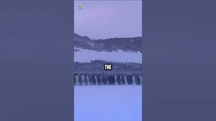 Penguins Survive Antarctica's Winters #penguin #antarctica #storm