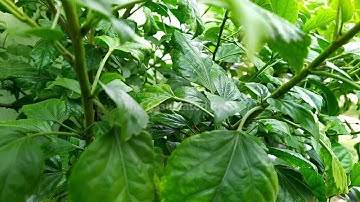 QAUTOHeadlineCR-VOSOT Nov 10 17:03:58 UTC 2025 Auto-Bilbies move home to protect populations in Aust