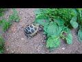 Среднеазиатская черепаха Домашний питомец